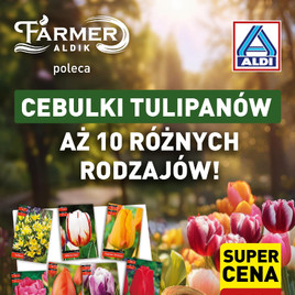 ALDI - Cebulki tulipanów