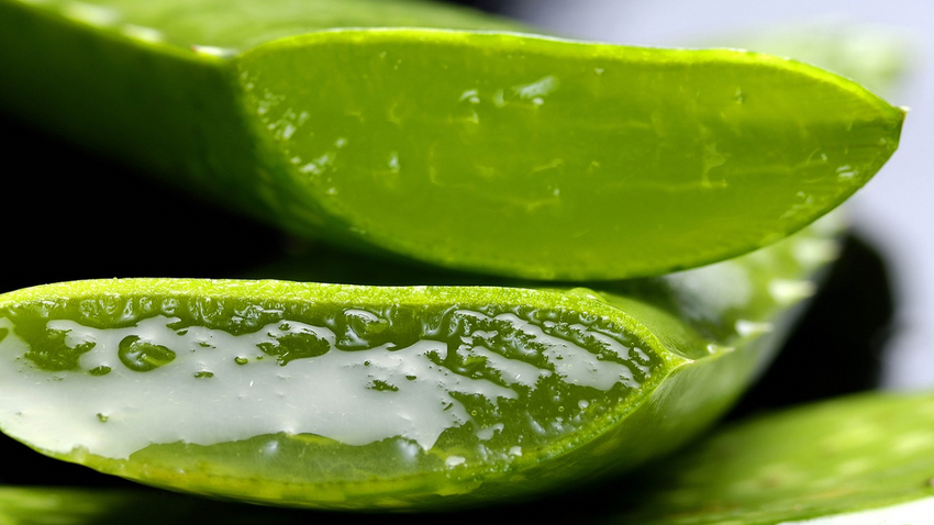 Poznáte účinky Aloe vera? Vypestujte si elixír života doma na balkóne