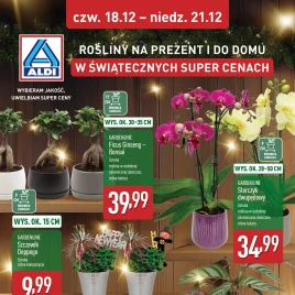 ALDI - Rosliny na święta