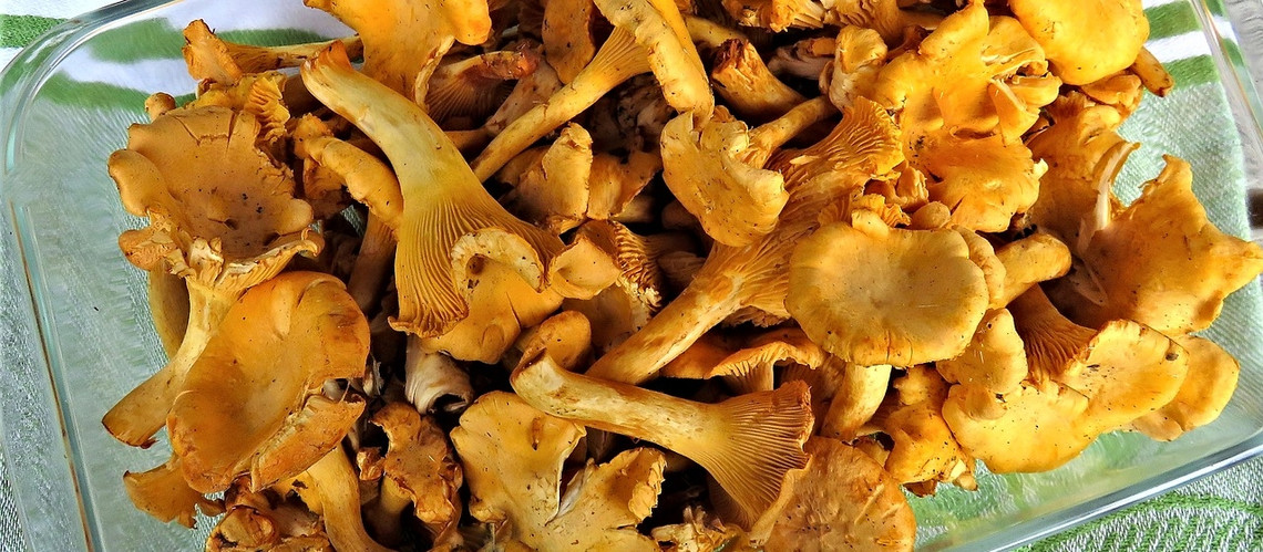 grzyby jadalne